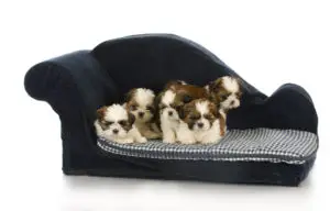 shih tzu puppies sitting on a small blue sofa