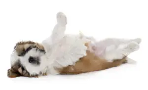 shih tzu puppy laying on its back