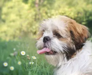 shih tzu outside with flowers behind him