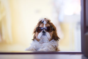 shih tzu with sunglasses on looking through a window