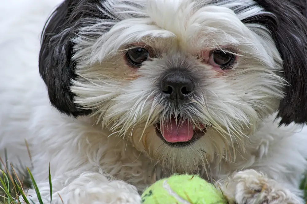why does my shih tzu rub his face on the floor - shih tzu playing with tennis ball