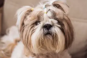 closeup of shih tzu with funny face