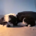 can shih tzus be left alone