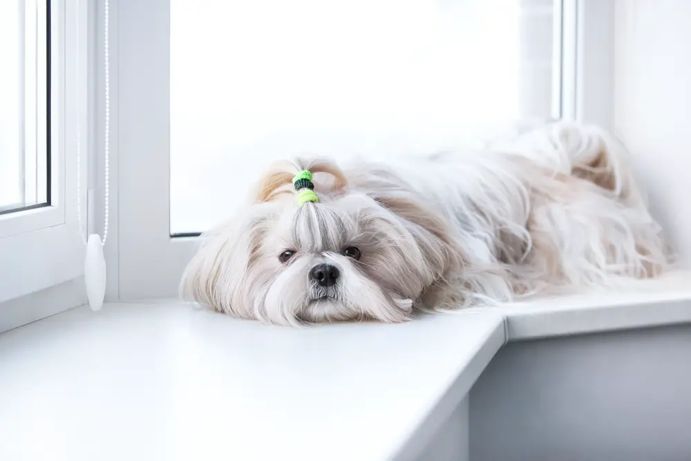 why does my shih tzu hide under the bed - shih tzu lying in a window sill