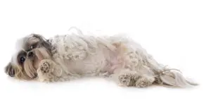 shih tzu laying on the floor on its side