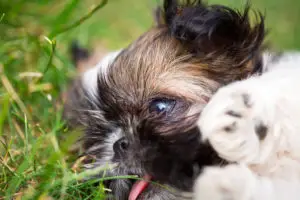 shih tzu puppy playing in grass outside