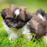 why does my shih tzu puppy get hiccups - shih tzu puppy playing outside