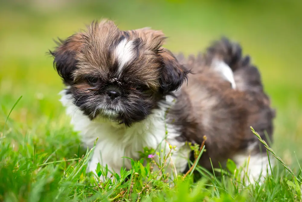 why does my shih tzu puppy get hiccups - shih tzu puppy playing outside