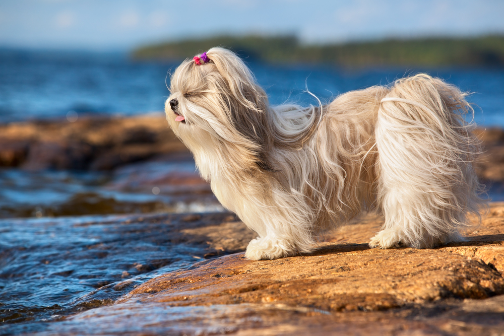 do shih tzus like water - shih tzu standing on a rock at the beach