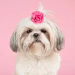 why is my shih tzu's fur turning pink - shih tzu with pink rose in hair