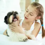 little girl petting a shih tzu