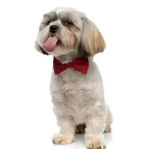 shih tzu with red bow tie