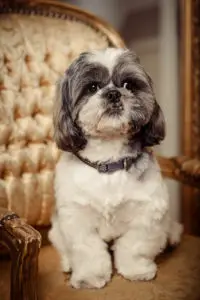 black and white shih tzu sitting in a fancy chair
