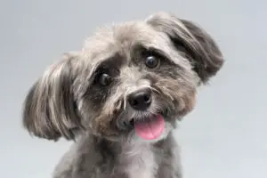 shih tzu with funny face with tongue sticking out