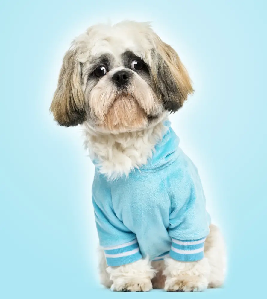 does a shih tzu become less social as it ages - shih tzu with a blue shirt on