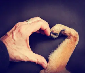 a man's hand and a dog's paw making a heart