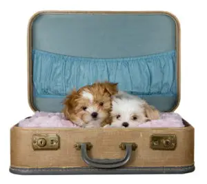 two shih tzu puppies in a vintage suitcase