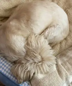 my dog, Truman sleeping in his bed