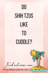 text pin for pinterest for shih tzu island - do shih tzus like to cuddle