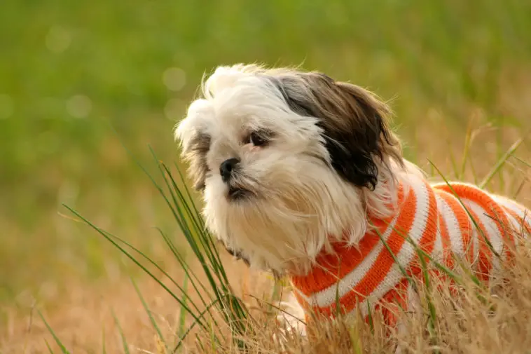 do shih tzus need sweaters - shih tzu in a orange and white sweater