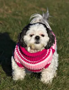 shih tzu in pink and white sweater