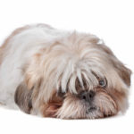 can a shih tzu be a service dog - shih tzu with a funny face laying down