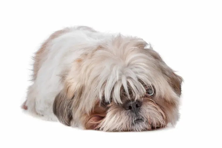 can a shih tzu be a service dog - shih tzu with a funny face laying down