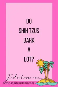 do shih tzus bark a lot - text pin for pinterest