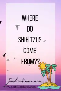 where do shih tzus come from - text pin for pinterest