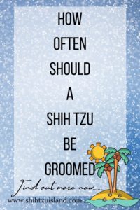 how often should a shih tzu be groomed - a text pin for pinterest