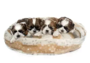 4 shih tzu puppies on their bed