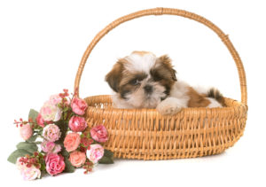 shih tzu puppy in a wicker basket