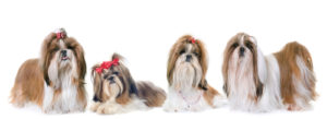 a bunch of shih tzus with top knot haircuts