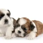 two brown and white shih tzu puppies