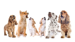 a group of dogs, large and small, howling