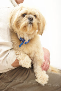 a light haired shih tzu being held by its owner