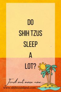 do shih tzus sleep a lot - text pin for pinterest
