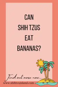 can shih tzus eat bananas - text pin for pinterest
