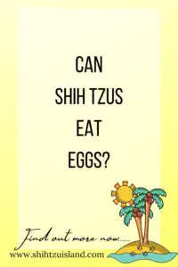 can shih tzus eat eggs - text pin for pinterest