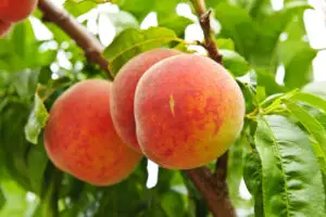 Ripe peaches ready to pick on tree branches -Can Shih Tzus Eat Peaches