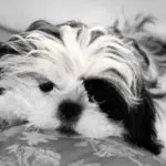 A Black and White shih tzu puppy looking right at the camera