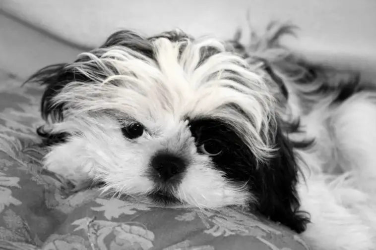 A Black and White shih tzu puppy looking right at the camera