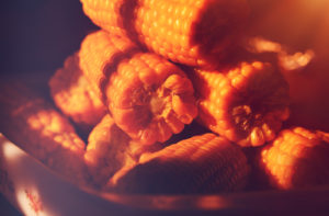 Closeup photo of a boiled corn in sun light,