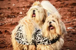 Shih Tzu – Two hairy dogs, looks as if they're singing a duet!