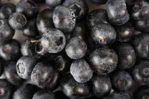 Blueberries - clsoe up, studio shot -Can Shih Tzus Eat Blueberries