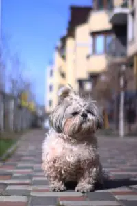 A curly dog shih-tzu with ponytails sitting on a ground -Why Does Everyone Have a Shih Tzu