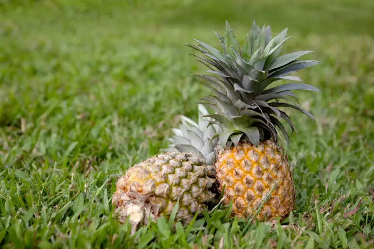Two freshly picked pineapples in grass