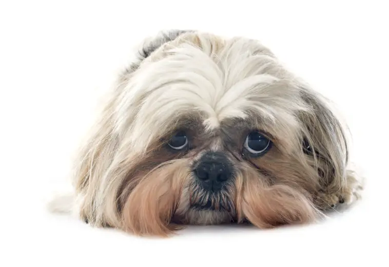 purebred Shih Tzu in front of white background laying down