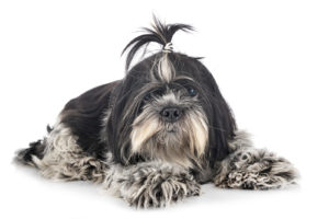 black and white shih tzu in front of white background