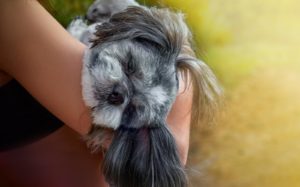 a young woman holding her shih tzu
